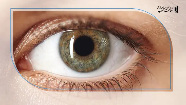 تأثیر بر بازسازی اپیتلیوم و روند بهبودی